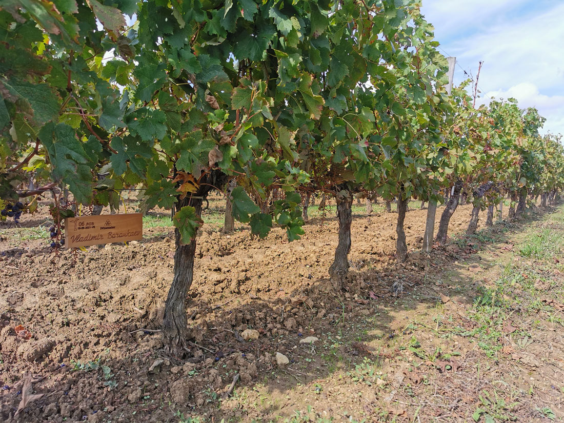 Виноградник на урожай